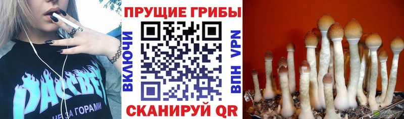 где можно купить наркотик  Тара  Псилоцибиновые грибы прущие грибы 